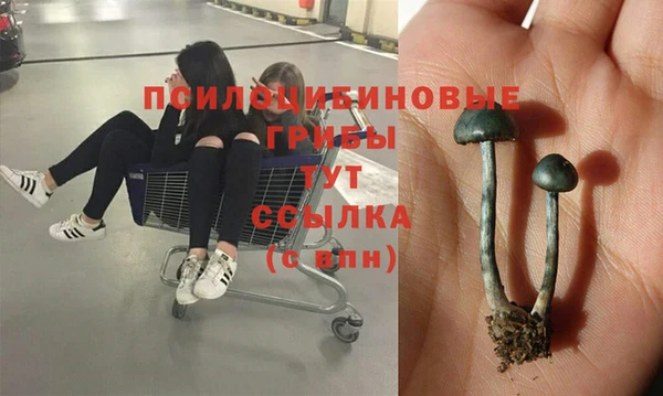 шишки Баксан